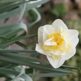 White Lion Daffodil (Narcissus White Lion) Img 4